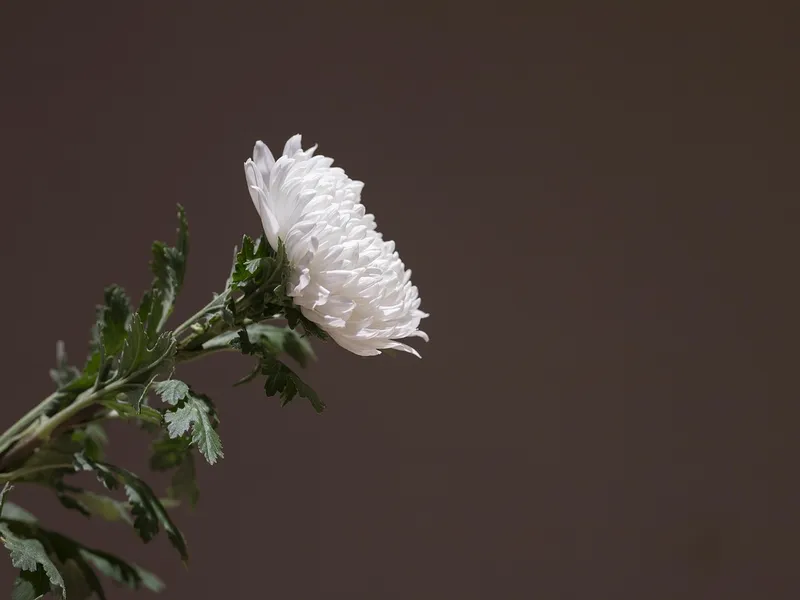 Weiße Chrysantheme als stille, würdevolle Tischdekoration für die Trauerfeier